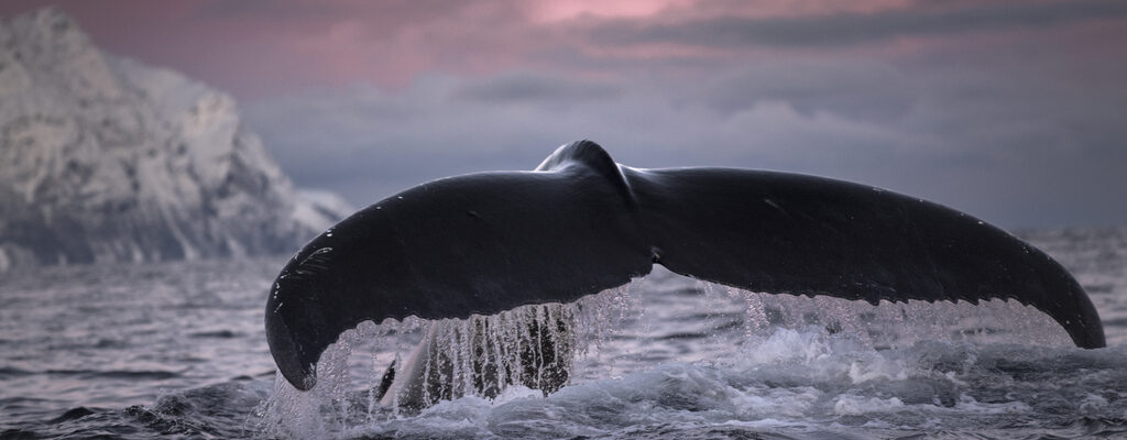 ab62bfec-ff6c-431e-a3a5-a940e05dbe27-wml