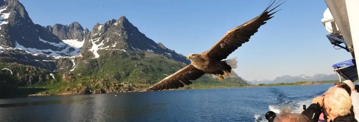 sea-eagle-safari-norway-hgr-109823_1920-photo_photo_competition