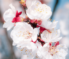 Weinblüte Geh auf Kreuzfahrt