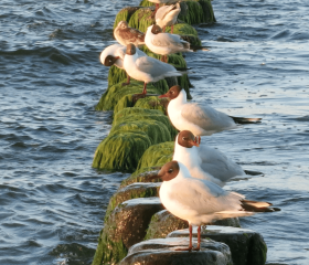 Möven Ostseeufer Geh auf Kreuzfahrt