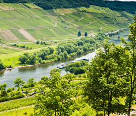 Mosel Weinberg Geh auf Kreuzfahrt