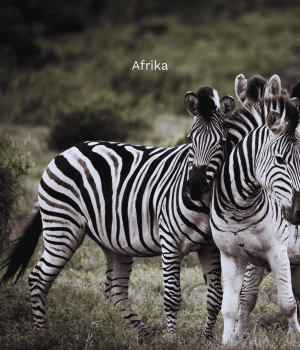 Afrika (19)