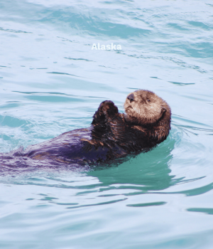 Alaska (13)