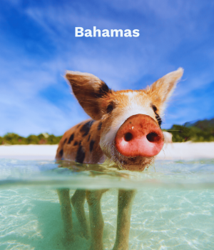 Bahamas
