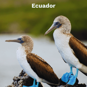 Ecuador (2)