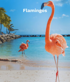 Flamingo