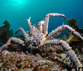 Havila foodie experience