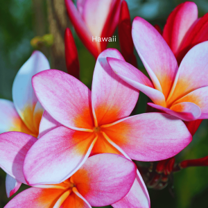 Hawaii_Geh auf Kreuzfahrt (11)