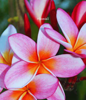 Hawaii_Geh auf Kreuzfahrt (11)