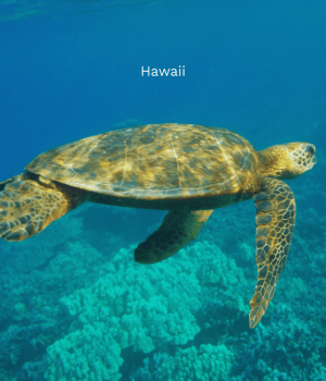 Hawaii_Geh auf Kreuzfahrt (12)