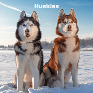 Huskies