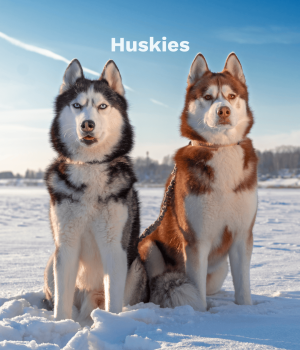 Huskies