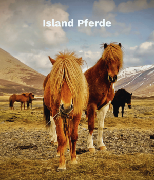 Island Pferde