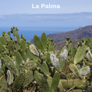 La Palma