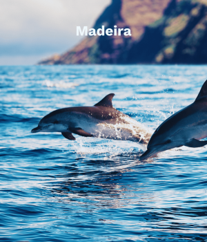 Madeira Delfine