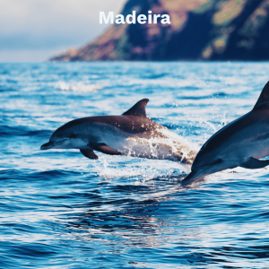 Madeira Delfine