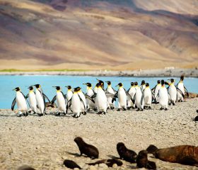 King Penguins at Beach South Georgia