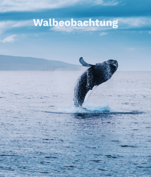 Walbeobachtung