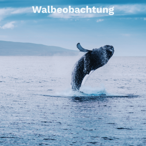 Walbeobachtung