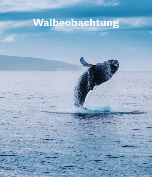 Walbeobachtung