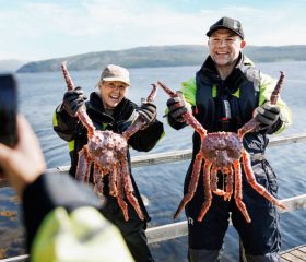 havila königskrabbe 2