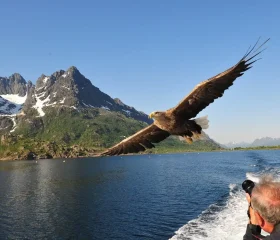 sea-eagle-safari-norway-hgr-109823_1920-photo_photo_competition